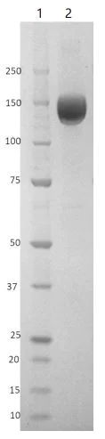 SDS-PAGE - Recombinant Human coronavirus SARS-CoV-2 Spike Glycoprotein S1 (mutated S477N + D641G) (Tagged) (AB281474)