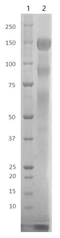 SDS-PAGE - Recombinant Human coronavirus SARS-CoV-2 Spike Glycoprotein S1 (mutated V445I + D614G) (Tagged) (AB281478)