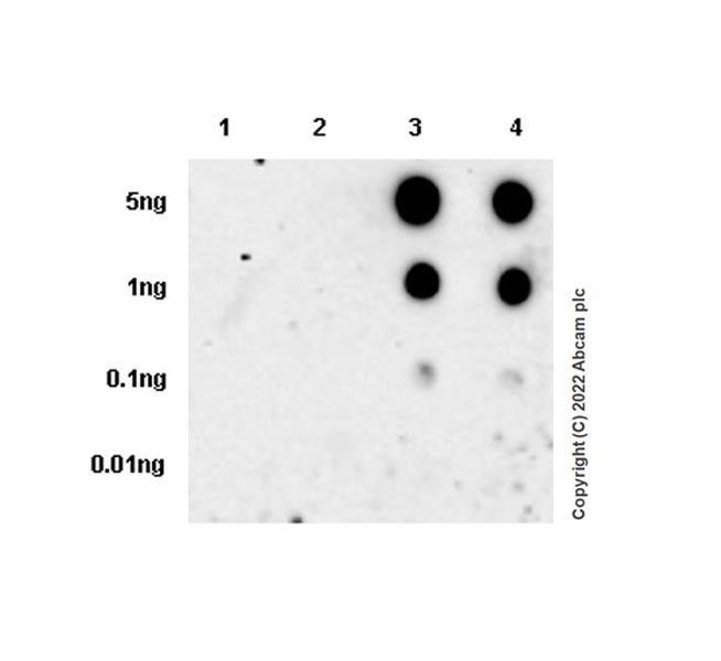 Dot Blot - Recombinant Human coronavirus SARS-CoV-2 Spike Glycoprotein S2 (Fc Chimera) (ab272106), expandable thumbnail