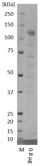 SDS-PAGE - Recombinant Human coronavirus SARS-CoV-2 Spike Glycoprotein S2 (Fc Chimera) (AB272106)