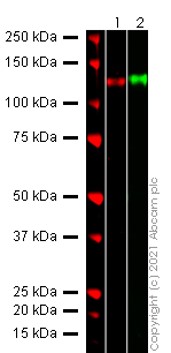 Western blot - Recombinant Human coronavirus SARS-CoV-2 Spike Glycoprotein S2 (Fc Chimera) (AB272106), expandable thumbnail