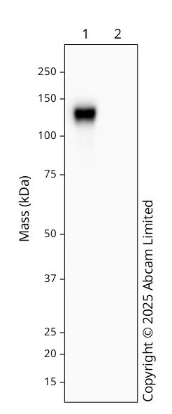 Western blot - Recombinant Human coronavirus SARS-CoV-2 Spike Glycoprotein S2 (Fc Chimera) (AB272106)