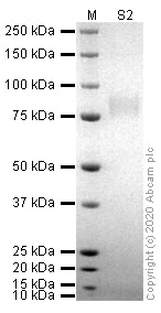 SDS-PAGE - Recombinant Human coronavirus SARS-CoV-2 Spike Glycoprotein S2 - mutant (His tag) (AB274366)