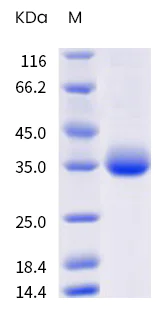 SDS-PAGE - Recombinant Human coronavirus SARS-CoV-2 Spike RBD (mutated E484K + N501Y) protein (AB289632)
