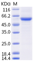 SDS-PAGE - Recombinant Human coronavirus SARS-CoV-2 Spike RBD (mutated K417N + E484K + N501Y) protein (AB289611), expandable thumbnail