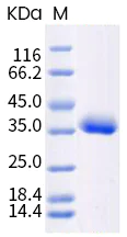 SDS-PAGE - Recombinant human coronavirus SARS-CoV-2 Spike RBD (mutated L452R + E484Q) protein (Active) (AB289613)