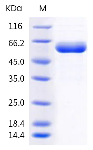 SDS-PAGE - Recombinant Human coronavirus SARS-CoV-2 Spike RBD (mutated L452R + E484Q) protein (Tagged) (AB289623)