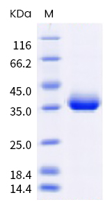 SDS-PAGE - Recombinant Human coronavirus SARS-CoV-2 Spike RBD (mutated L452R + E484Q) protein (Tagged) (Biotin) (AB289624), expandable thumbnail