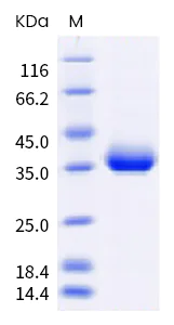SDS-PAGE - Recombinant Human coronavirus SARS-CoV-2 Spike RBD (mutated L452R + E484Q) protein (Tagged) (Biotin) (AB289624)