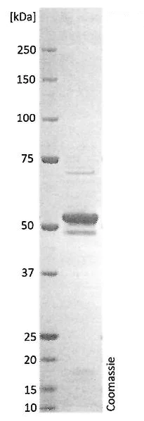 SDS-PAGE - Recombinant Human coronavirus SARS Nucleocapsid Protein (His tag) (AB272108)