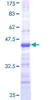 SDS-PAGE - Recombinant Human Coronin 1a/TACO protein (GST tag N-Terminus) (AB161325)