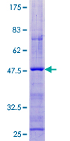Recombinant Human Cortistatin protein