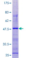 SDS-PAGE - Recombinant Human Cortistatin protein (GST tag N-Terminus) (AB158172)