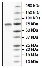 SDS-PAGE - Recombinant human COX1 / Cyclooxygenase 1 protein (AB198643)