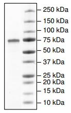 SDS-PAGE - Recombinant human COX1 / Cyclooxygenase 1 protein (DDDDK tag C-Terminus + His tag C-Terminus) (AB198643)