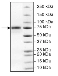 SDS-PAGE - Recombinant human COX2 / Cyclooxygenase 2 protein (DDDDK tag C-Terminus + His tag C-Terminus) (AB198646)