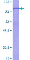 SDS-PAGE - Recombinant Human COX2 / Cyclooxygenase 2 protein (GST tag N-Terminus) (AB159279)