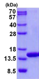 SDS-PAGE - Recombinant Human COX5A protein (His tag N-Terminus) (AB139199)