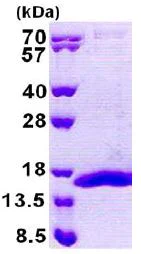 SDS-PAGE - Recombinant Human COX5B protein (AB167859)
