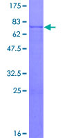 Recombinant Human CPA3 protein