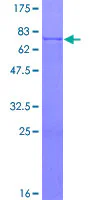 SDS-PAGE - Recombinant Human CPA3 protein (GST tag N-Terminus) (AB158188)