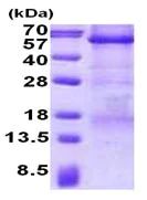 SDS-PAGE - Recombinant Human CPE protein (His tag N-Terminus) (AB139787)