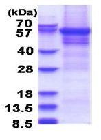 SDS-PAGE - Recombinant Human CPEB1 protein - BSA and Azide free (denatured) (His tag N-Terminus) (AB180313)