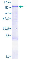 SDS-PAGE - Recombinant Human CPEB3 protein (GST tag N-Terminus) (AB153194)