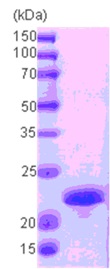 SDS-PAGE - Recombinant Human CPI-17 protein (AB75206), expandable thumbnail