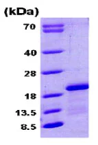 SDS-PAGE - Recombinant Human CPLX1 protein (His tag N-Terminus) (AB79148)