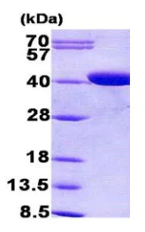 SDS-PAGE - Recombinant Human CPOX protein (His tag N-Terminus) (AB156972)