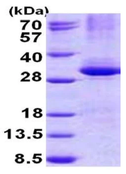 SDS-PAGE - Recombinant Human CPSF30/NAR protein (denatured) (His tag N-Terminus) (AB140737)