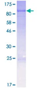 SDS-PAGE - Recombinant Human CPT2 protein (GST tag N-Terminus) (AB114539)