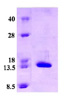 SDS-PAGE - Recombinant Human CRABP2 protein (Tag Free) (AB74527)