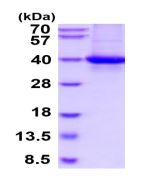 SDS-PAGE - Recombinant Human CRALBP protein (His tag C-Terminus) (AB219446)