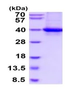 SDS-PAGE - Recombinant Human CRALBP protein (His tag C-Terminus) (AB219446)