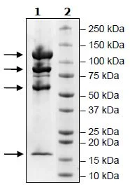SDS-PAGE - Recombinant Human CRBN + DDB1 + CUL-4A + RBX1 protein (DDDDK tag N-Terminus, His tag N-Terminus) (AB271467)