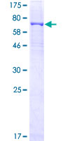 SDS-PAGE - Recombinant Human CRBN protein (GST tag N-Terminus) (AB162449)