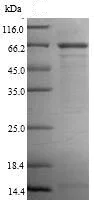 SDS-PAGE - Recombinant Human CRBN protein (Tagged) (AB235609)