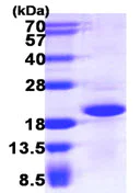SDS-PAGE - Recombinant Human CRCP protein (AB111636)