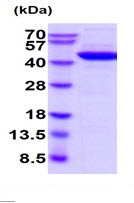 SDS-PAGE - Recombinant Human Creatine kinase B type protein (AB222357)