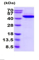 SDS-PAGE - Recombinant Human Creatine kinase B type protein (AB222357)