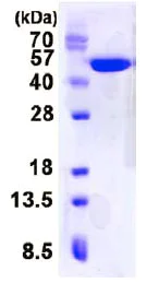 SDS-PAGE - Recombinant Human Creatine kinase MT protein (His tag N-Terminus) (AB128427)