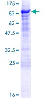 SDS-PAGE - Recombinant Human CREB3L1/OASIS protein (GST tag N-Terminus) (AB153567)