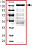 Recombinant Human CREBBP protein
