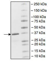 Recombinant human CREBBP protein