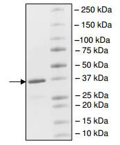 SDS-PAGE - Recombinant human CREBBP protein (AB198130)