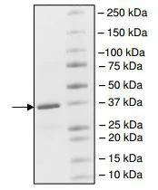 SDS-PAGE - Recombinant human CREBBP protein (GST tag N-Terminus) (AB198130)