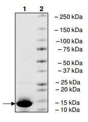 SDS-PAGE - Recombinant Human CREBBP protein (His tag N-Terminus) (AB198144)