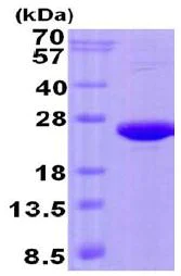 SDS-PAGE - Recombinant Human CREG1/CREG protein (His tag N-Terminus) (AB131699)